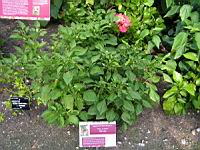 Piment - Capsicum baccatum L. - variete Aji Amarillo (Perou) (1) (Photo F. Mrugala)